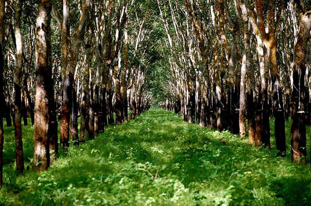 giá bồi thường đất trồng cây lâu năm