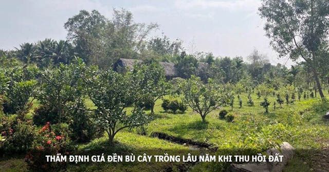 Đối với cây lâu năm, mức bồi thường được tính theo giá trị thiệt hại thực tế của vườn cây
